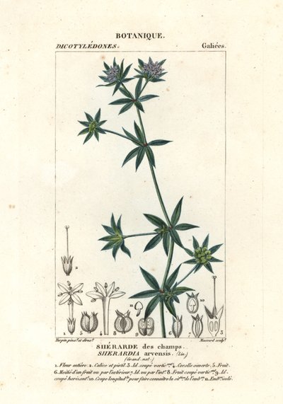 Sherardia arvensis - Stanghi Stanghi