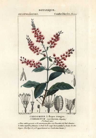Combretum coccineum - Stanghi Stanghi