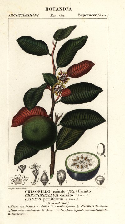 Cainito, Chrysophyllum cainito - Stanghi Stanghi