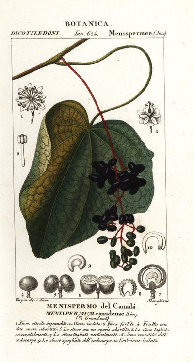 Lune canadienne, Menispermum canadense - Stanghi Stanghi