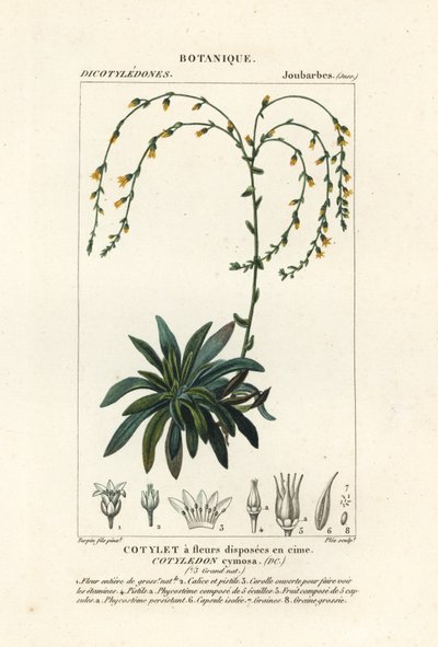 Dudleya cymosa - Stanghi Stanghi