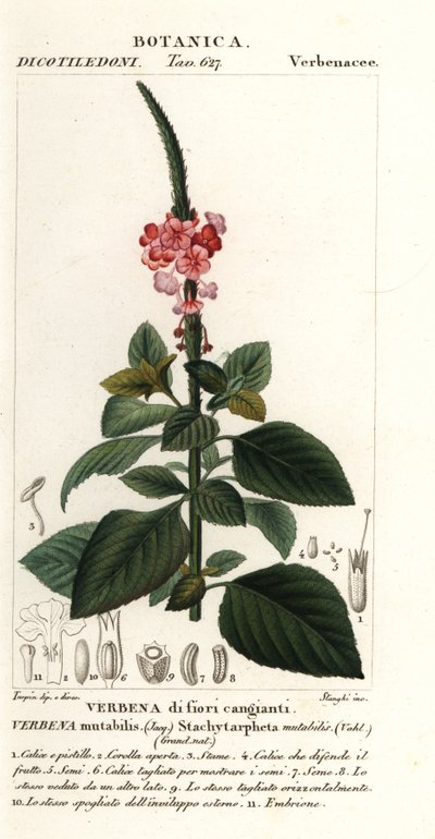 Veloutier changeant, Stachytarpheta mutabilis - Stanghi Stanghi