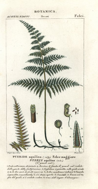 Fougère aigle, Pteridium aquilinum - Stanghi Stanghi