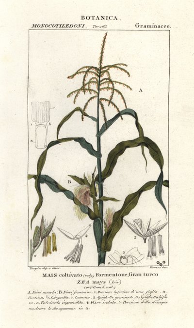 Maïs, Zea mays - Stanghi Stanghi