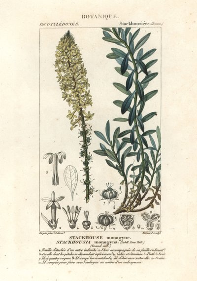 Bougies crémeuses, Stackhousia monogyna - Stanghi Stanghi