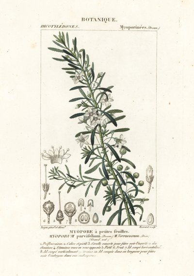 Myoporum parvifolium - Stanghi Stanghi