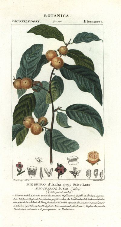 Plaqueminier de Virginie, Diospyros lotus - Stanghi Stanghi