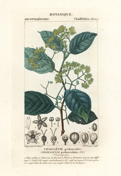Dichapetalum pedunculatum - Stanghi Stanghi