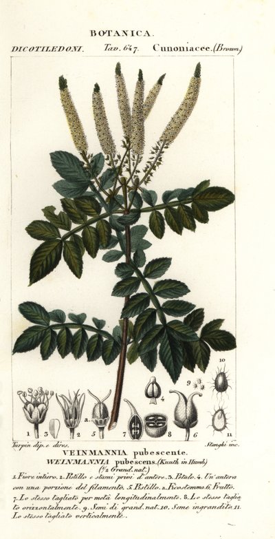 Weinmannia pubescens - Stanghi Stanghi