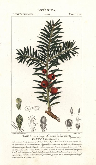 If européen, Taxus baccata - Stanghi Stanghi