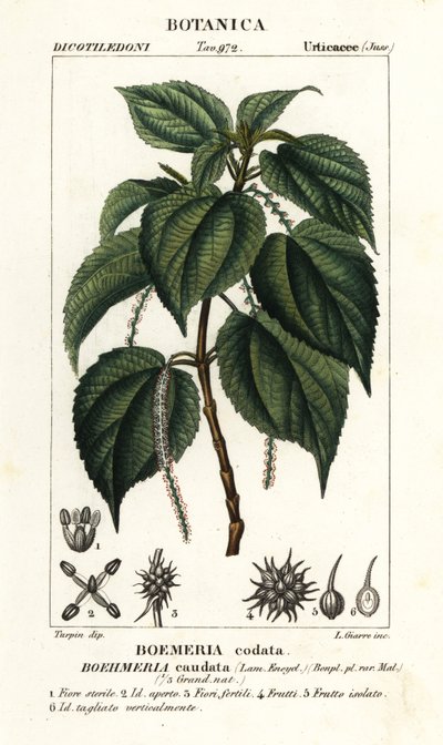 Fausse ortie, Boehmeria caudata - Stanghi Stanghi