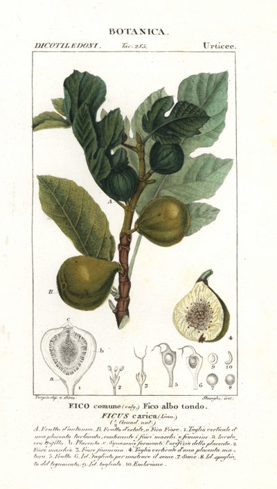 Figuier et fruit, Ficus carica - Stanghi Stanghi