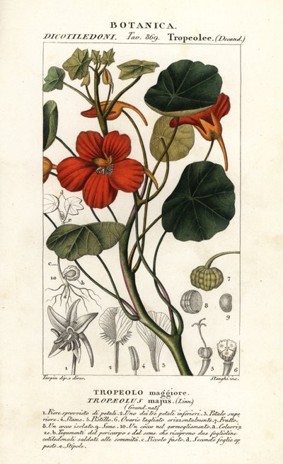 Capucine, Tropaeolum majus - Stanghi Stanghi
