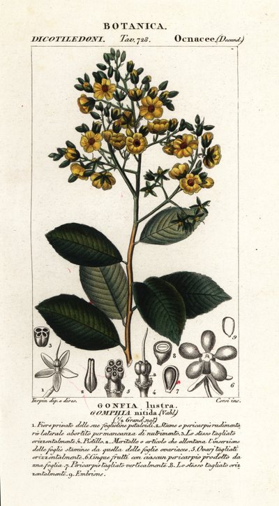 Gomphia nitida - Stanghi Stanghi