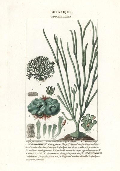 Algues vertes Spongodium - Stanghi Stanghi