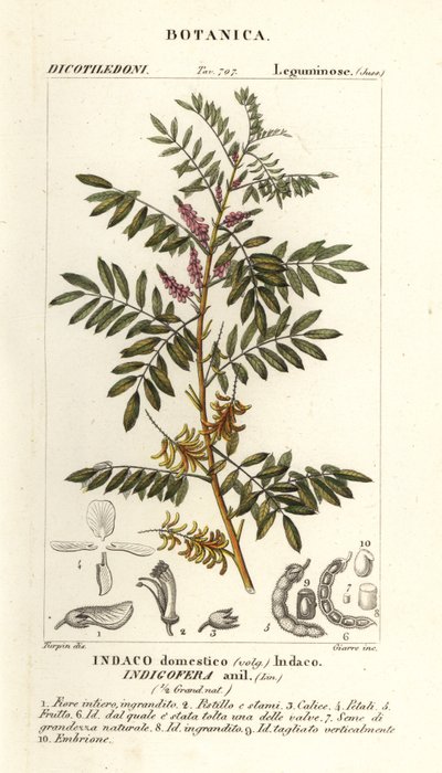 Indigo du Guatemala, Indigofera suffruticosa - Stanghi Stanghi