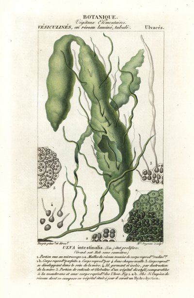 Ulva intestinalis - Stanghi Stanghi
