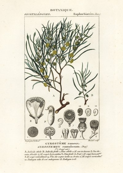 Arbre Gyrostemon ramulosus - Stanghi Stanghi