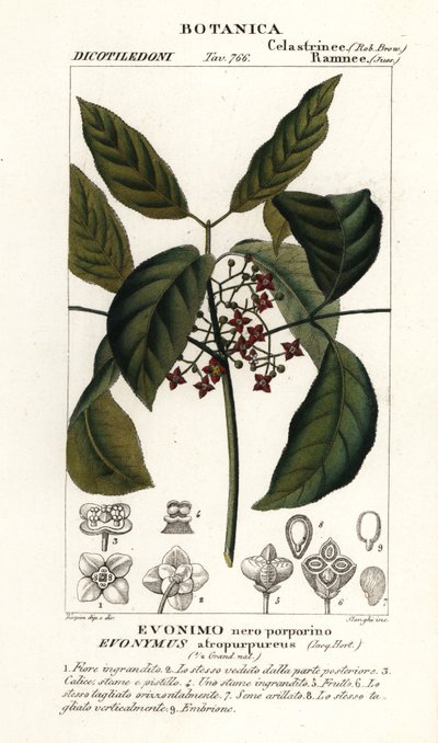 Fusain de Hamilton, Euonymus hamiltonianus - Stanghi Stanghi