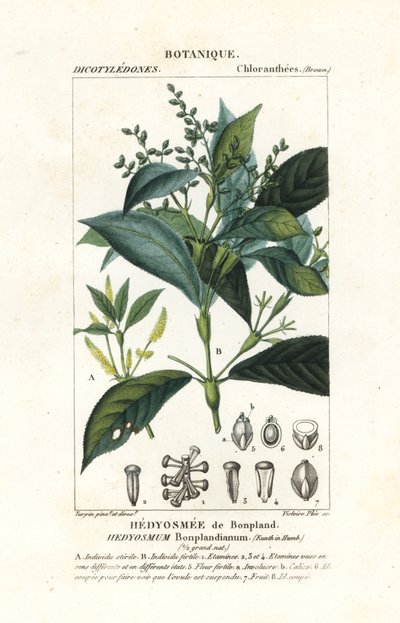 Hedyosmum bonplandianum, Kunth - Stanghi Stanghi