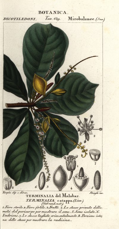 Amande indienne, Terminalia catappa - Stanghi Stanghi