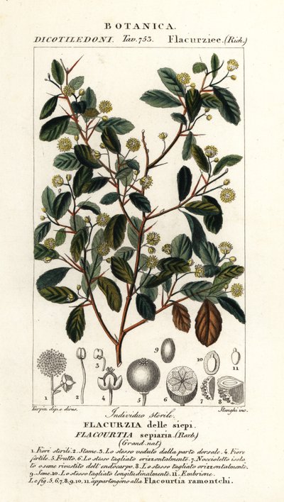 Prunier indien, Flacourtia indica - Stanghi Stanghi
