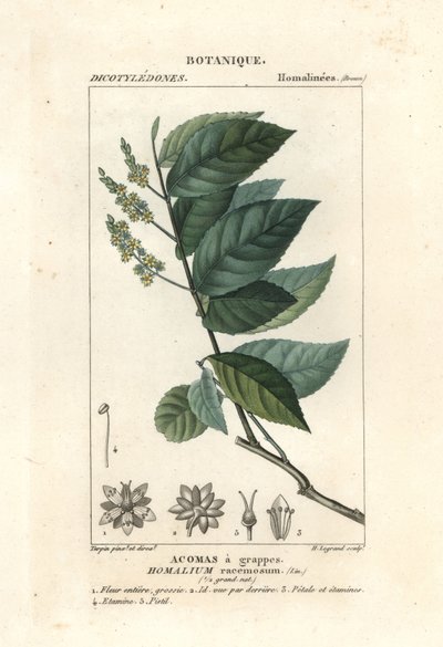 Bois de fer, Homalium racemosum - Stanghi Stanghi