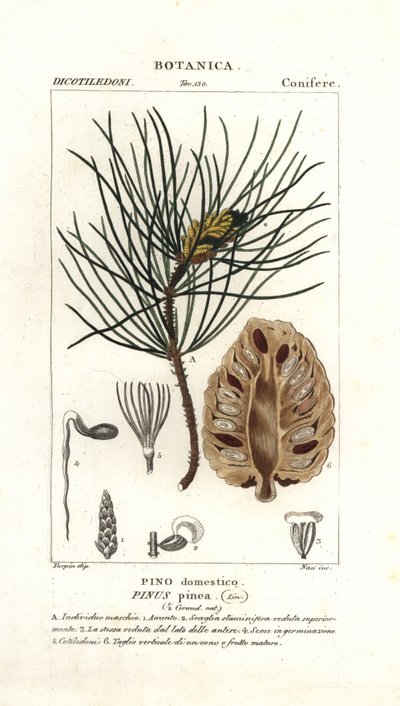 Pin parasol, Pinus pinea - Stanghi Stanghi