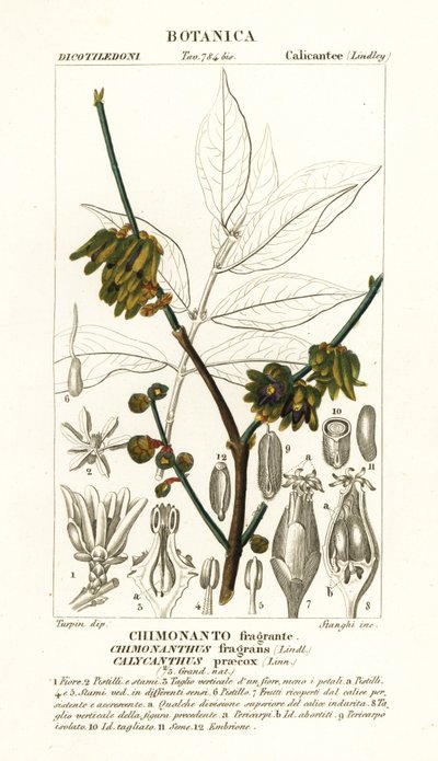 Chimonanthus praecox - Stanghi Stanghi