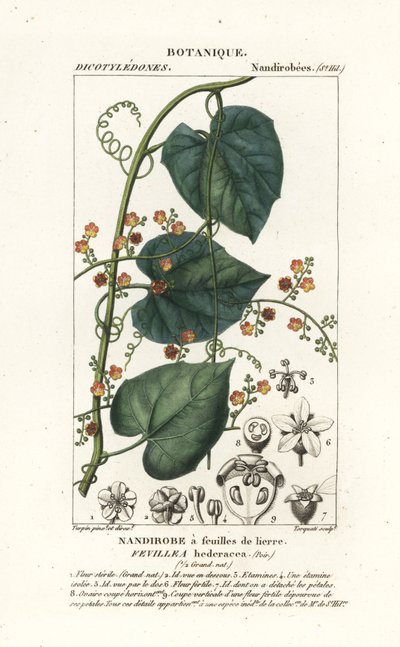 Javillo ou antidote caccoon, Fevillea cordifolia - Stanghi Stanghi