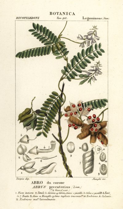 Pois jequirity ou pois chapelet, Abrus precatorius - Stanghi Stanghi