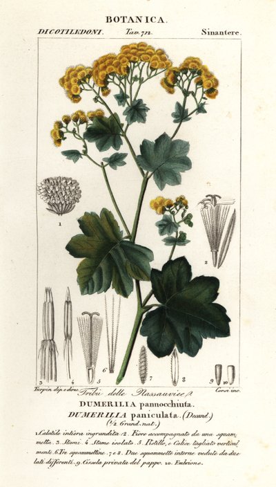Jungia paniculata - Stanghi Stanghi