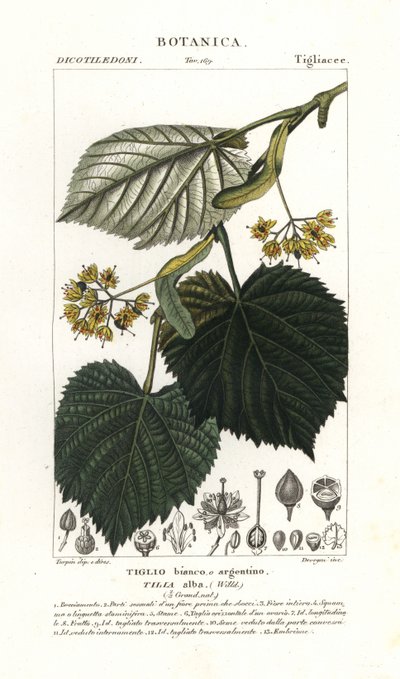 Tilleul ou tilleul argenté, Tilia alba - Stanghi Stanghi