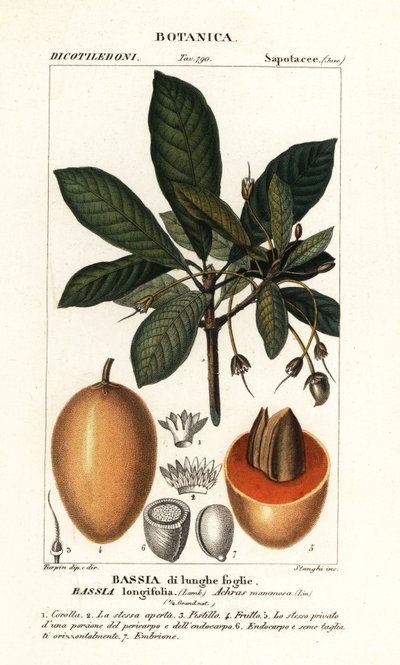 Arbre Mahuwa, Madhuca longifolia - Stanghi Stanghi