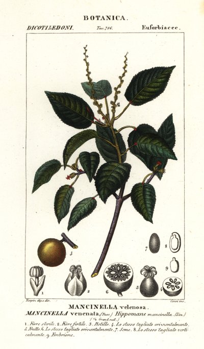 Manchineel ou arbre à pommes de plage, Hippomane mancinella - Stanghi Stanghi