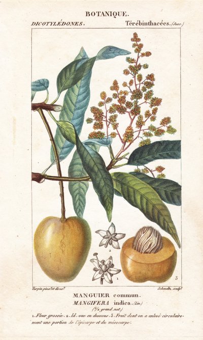 Mangue et section, Mangifera indica - Stanghi Stanghi