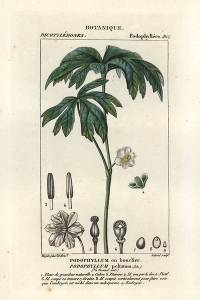 Podophylle pelté, Podophyllum peltatum - Stanghi Stanghi
