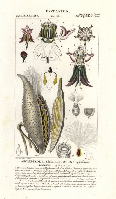 Asclépiade commune, Asclepias syriaca - Stanghi Stanghi