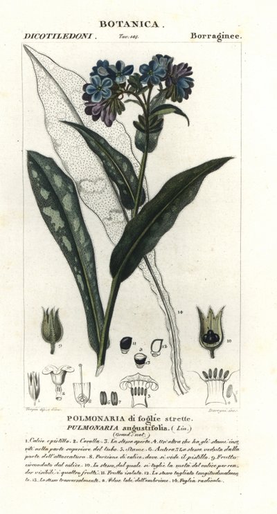 Pulmonaire à feuilles étroites, Pulmonaria angustifolia - Stanghi Stanghi
