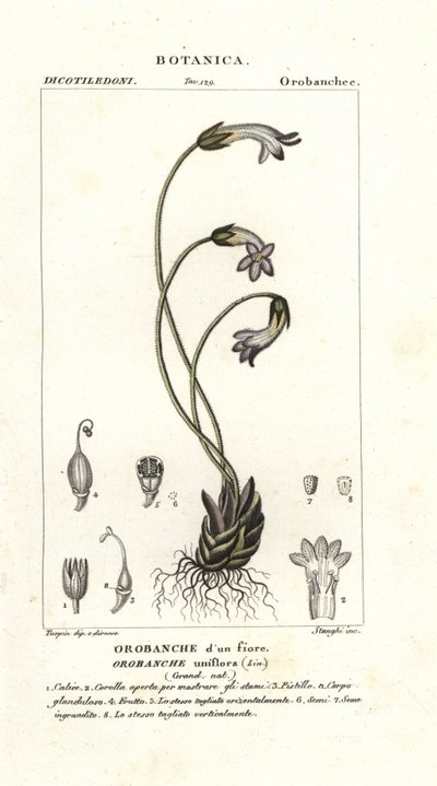 Orobanche uniflore, Orobanche uniflora - Stanghi Stanghi