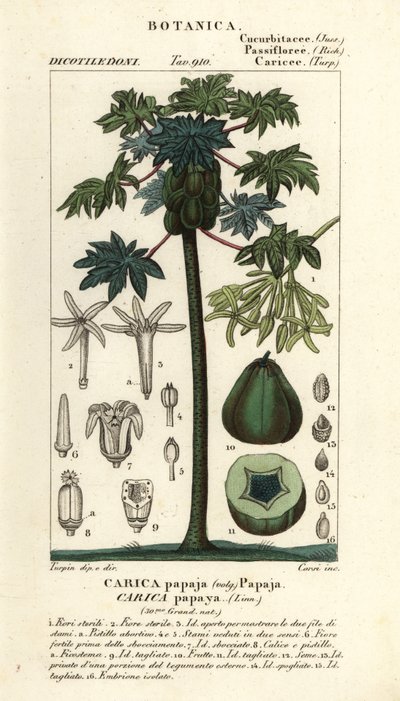 Papayer, arbre et fruit de papaye, Carica papaya - Stanghi Stanghi