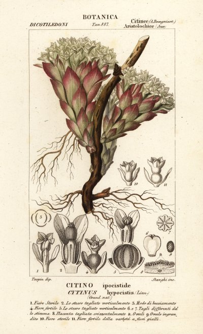 Plante parasite, Cytinus hypocistis - Stanghi Stanghi