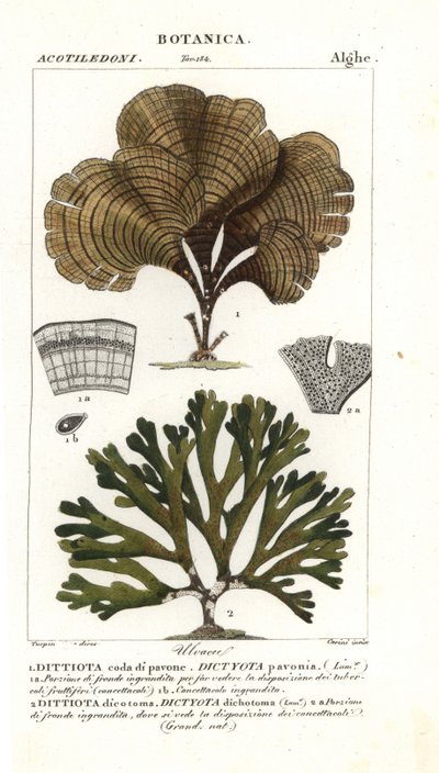 Queue de paon, Padina pavonica 1, et Dictyota dichotoma 2 - Stanghi Stanghi