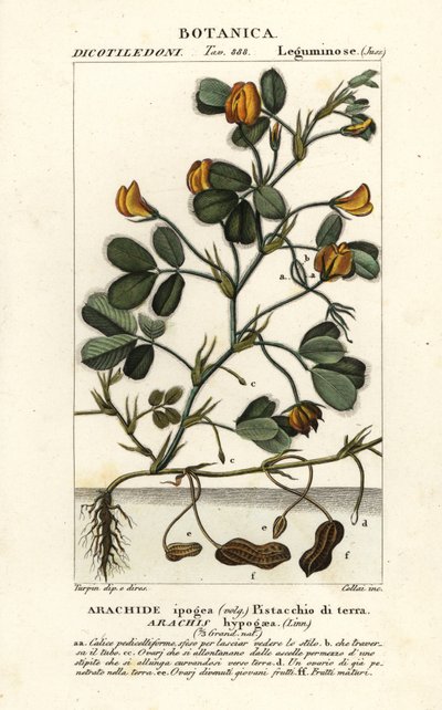 Arachide ou cacahuète, Arachis hypogaea - Stanghi Stanghi