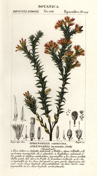Sprengelia incarnata - Stanghi Stanghi