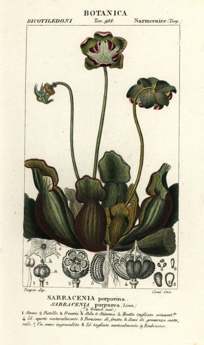 Sarracénie pourpre, Sarracenia purpurea - Stanghi Stanghi