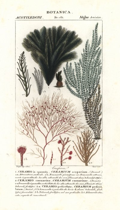 Espèce d