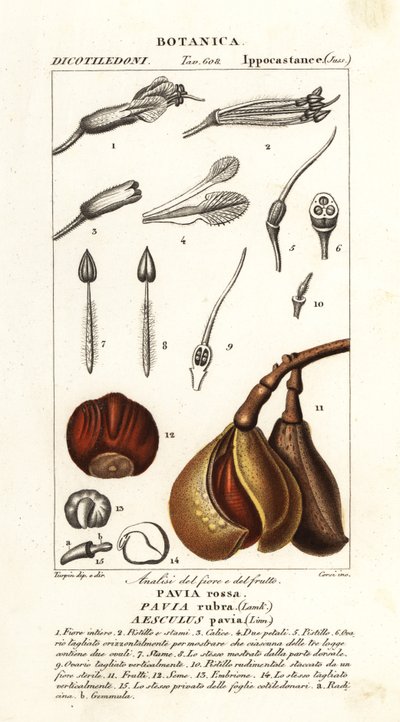 Marronnier rouge, Aesculus pavia - Stanghi Stanghi