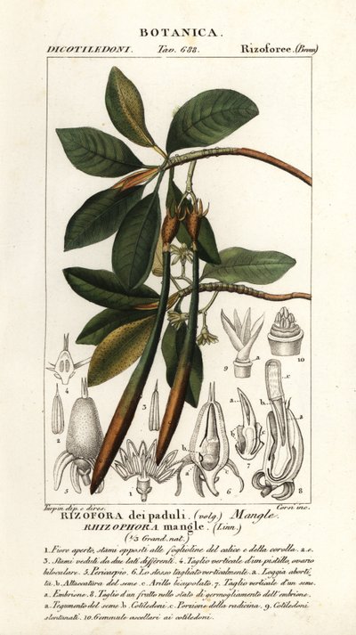 Palétuvier rouge, Rhozophora mangle - Stanghi Stanghi