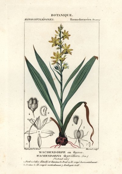 Racine rouge, Wachendorfia thyrsiflora - Stanghi Stanghi